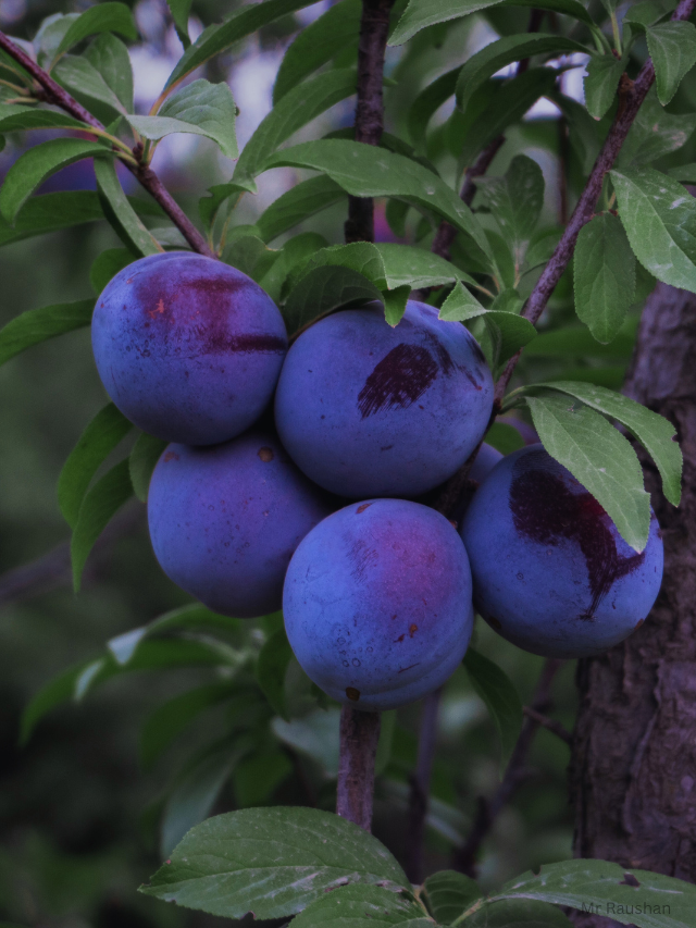 Prunes